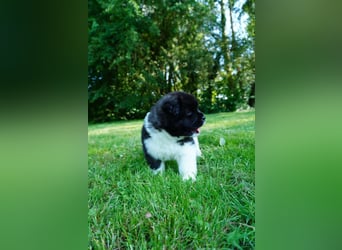 Amerikanische Akita
