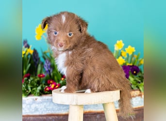 Kleinbleibende Miniature Australian Shepherd Welpen