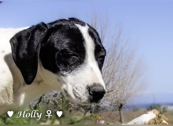 Holly, Hank und Herbie suchen ab sofort ein Zuhause
