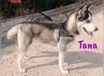 Tana geb. 11/2024 (ESP) - neugierige und sportliche, wunderschöne Husky Junghündin!