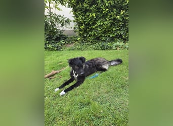 Laroche - dein neuer bester Hundekumpel (32051 Herford)