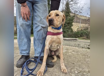 Marino - feiner, wunderbarer Bub