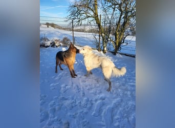 Erna wartet in Tierpension Tannenhof 54597 Wallersheim