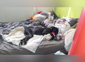 Baghira - Rollihund sucht Zuhause