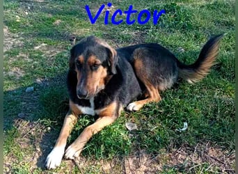 Victor geb. 07/2023 (GRC Pflegestelle) - wunderschöner und menschenbezogener Junghund!