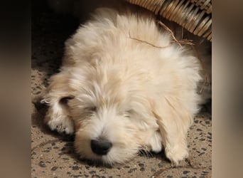 Abgabebereite Goldendoodle & Labradoodle Labrador+Golden+Retriever+Pudel Welpen