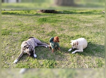 Lustige, soziale, katzenfreundliche Hündin Karamel