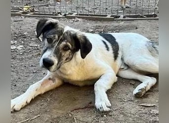 Shorty - anfangs schüchterner, lieber und verschmuster Rüde / zur Zeit noch in Rumänien