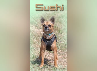 Sushi - klein und selbstbewusst