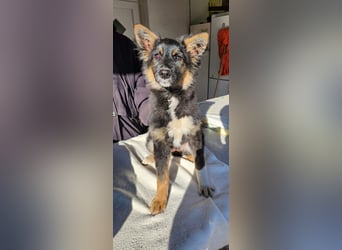 Sonnenschein Gerda sucht ihre Menschen