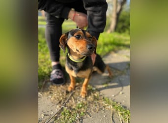 Amigo, geboren 08.04.2023, 35cm sucht sein Zuhause