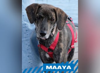 Maaya - ein Jackpot auf vier Beinen - weiblich, kastriert - geboren ca. 2023