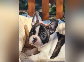 Vergnügte Frops Kinder  (Französische Bulldogge + Mops )
