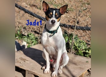 Jade1 04/2022 (ESP) - menschenbezogener, kleiner Ratonero Bodeguero Andaluz!