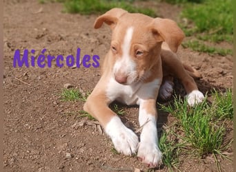 Miércoles 01/2025 (ESP) - verspieltes und neugieriges Podenco Mädchen!