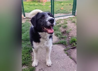 Liebevoller Brandy sucht ein Zuhause