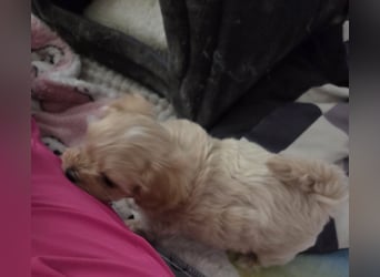 Maltipoo Welpen Rüde