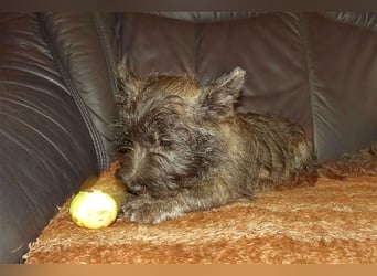 Cairn-Terrier-Welpen von-der-Iburg bietet sehr schönen Rüden