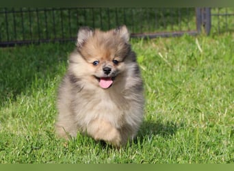 Zwergspitz Pomeranian Welpen in verschiedenen Farben mit Papieren