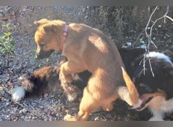 Rosi, ein verspieltes Hundekind auf der Suche nach einem Zuhause fürs Leben
