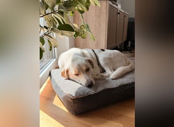 Bella Mischlingshündin ca. 3 Jahre alt in 72072 Tübingen
