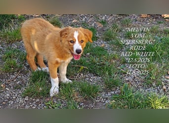 Border Collie-Welpen , black-,red-white und red-merle