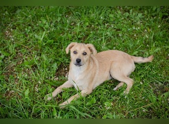 Welpe LINUS - der kleine Racker sucht ein liebevolles Für-Immer Zuhause