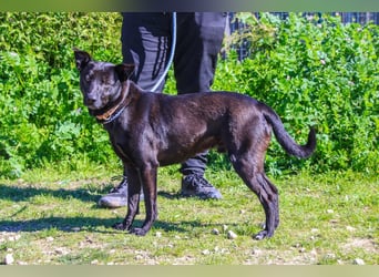 Faustino, Labrador-Mix - freundlich und sozial