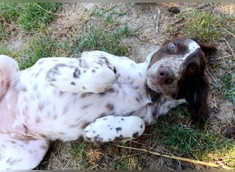 English setter Rüde