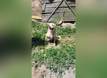 Anfängerhündin ENYA sucht ihr zu Hause