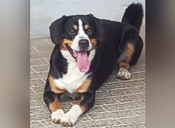 Entlebucher Sennenhund-Welpen "vom Zwergenstübchen" mit Ahnentafel