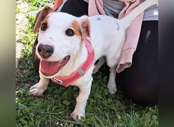 Sunny, fröhliches Hundemädchen sucht Familienanschluss