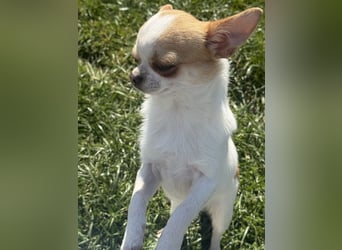 Chihuahua Rüde 9 Monate alt mit Ahnentafel