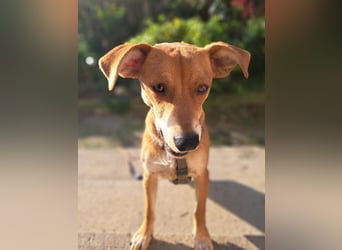 Walburga, !!! SOS !!!!  PS Oberkochen liebevolle, kleine Hündin sucht Ihr Körbchen