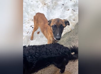 Bezaubernde Hundelady RONJA sucht liebevolle Familie