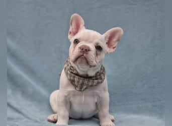 Französische Bulldogge TOP Qualität Platinum Lilac/Tan