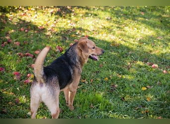 COOKIE - der aktive und aufgeweckte Junghund lernt schnell und geht schon toll an der Leine
