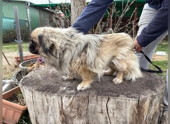 Elodie - die herzige sucht ein Zuhause!