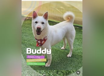 Buddy sanfte Seele sucht Familie fürs Leben