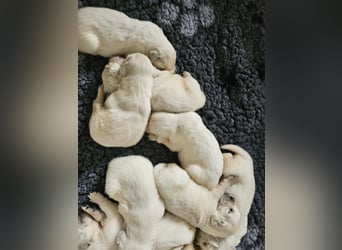 Golden Retriever Welpen aus verantwortungsvoller Zucht