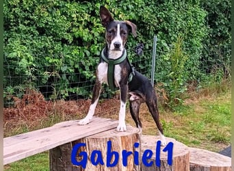 Gabriel1 10/2024 (in Deutschland) - geselliger, kluger und sportlicher junger Bodeguero-Mix!