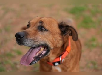 Markus (Spanien) - sucht dringend liebevolles Zuhause