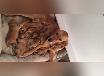 Golden Retriever Welpen