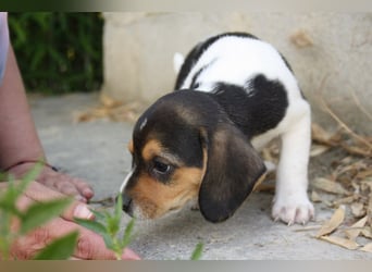 MICKY-ruhiges, freundliches, neugierig, gelassenes Hundemädchen sucht ihr liebevolles Zuhause