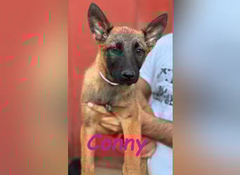 Conny 11/2024 (ESP) - lebensfrohe Malinois-Schäferhund-Mix Welpin!