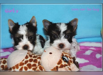 Yorkshire Terrier Mädchen- schoko-weiss-gold