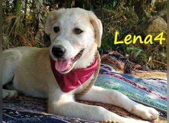 Lena4 geb. 03/2025 (GRC) - fröhliche und lustige Griechische Schäferhund Mix Welpin!