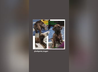 Deutsche Doggen Welpen US Linie Sonderfarben