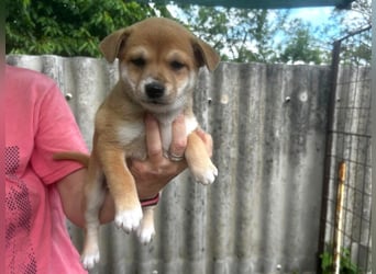 Welpe Sina: Neu im Tierheim