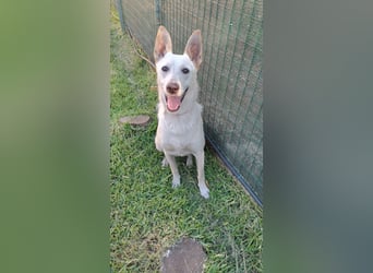 Ambra – Karrierecoaching in Familienhundekunde dringend gesucht!